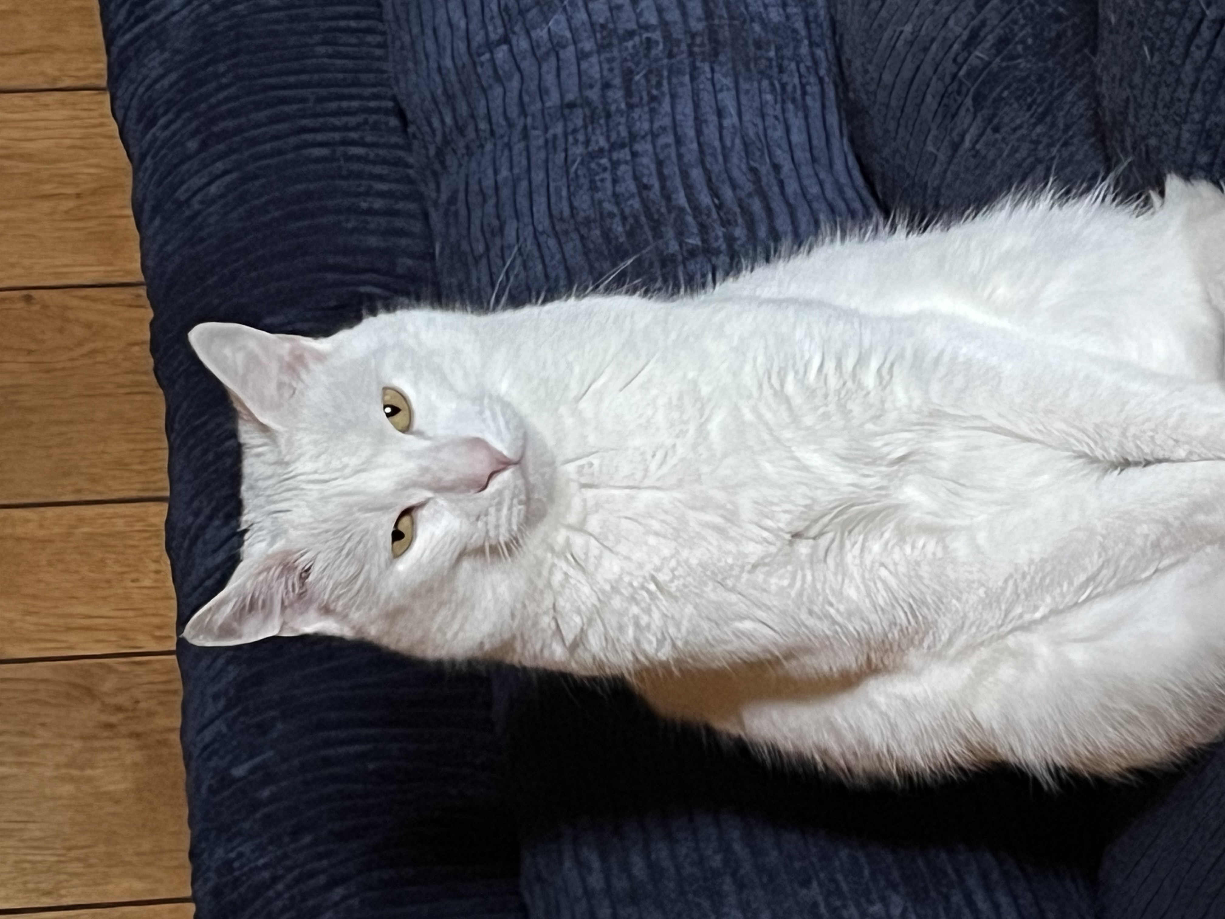 Chowder the cat judging your bowl of chowder
